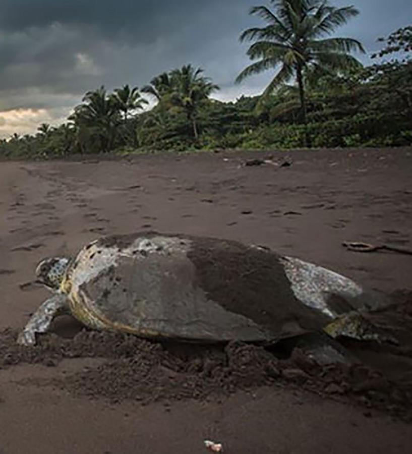 casa chilamates Tortuguero Bagian luar foto