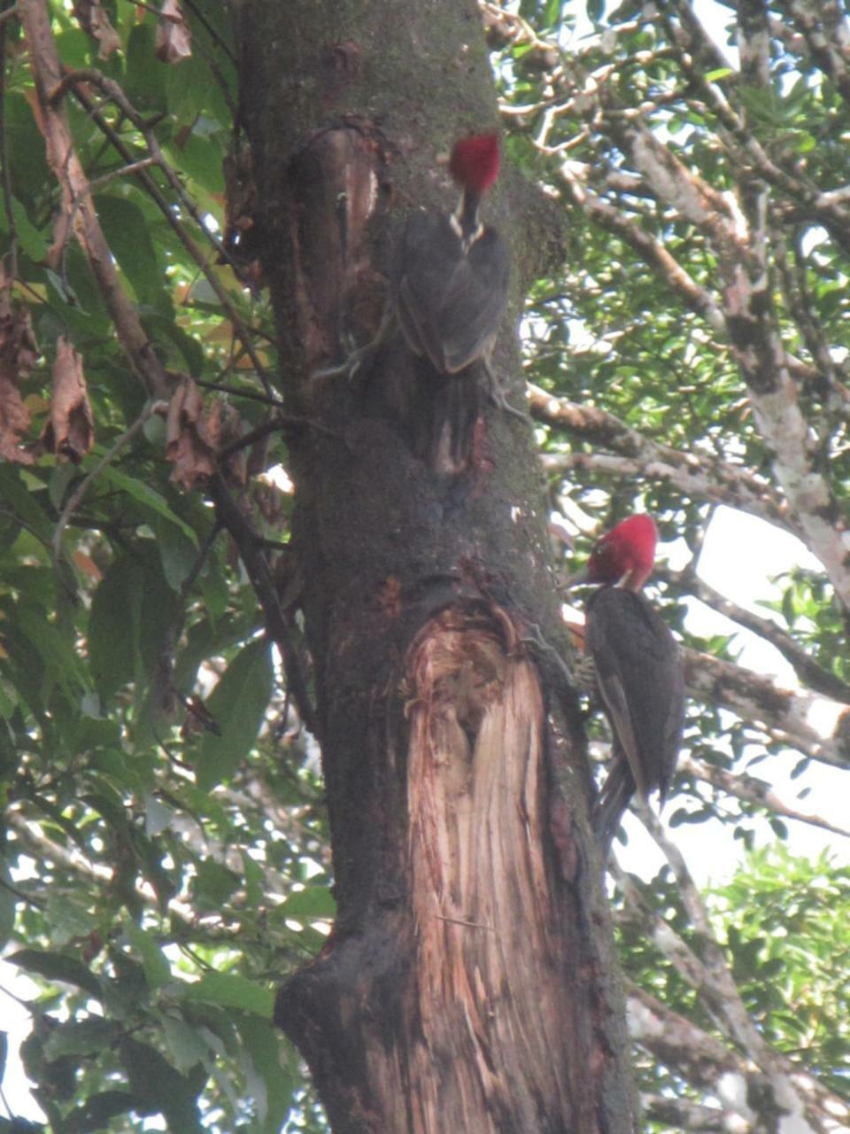 casa chilamates Tortuguero Bagian luar foto
