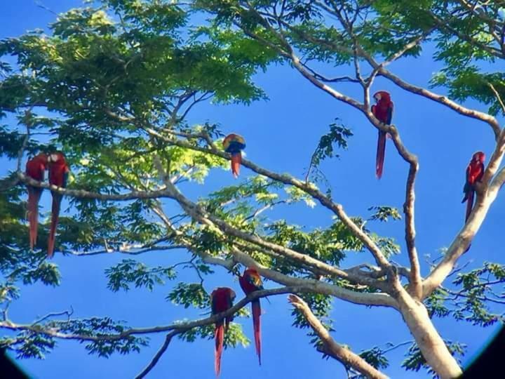 casa chilamates Tortuguero Bagian luar foto